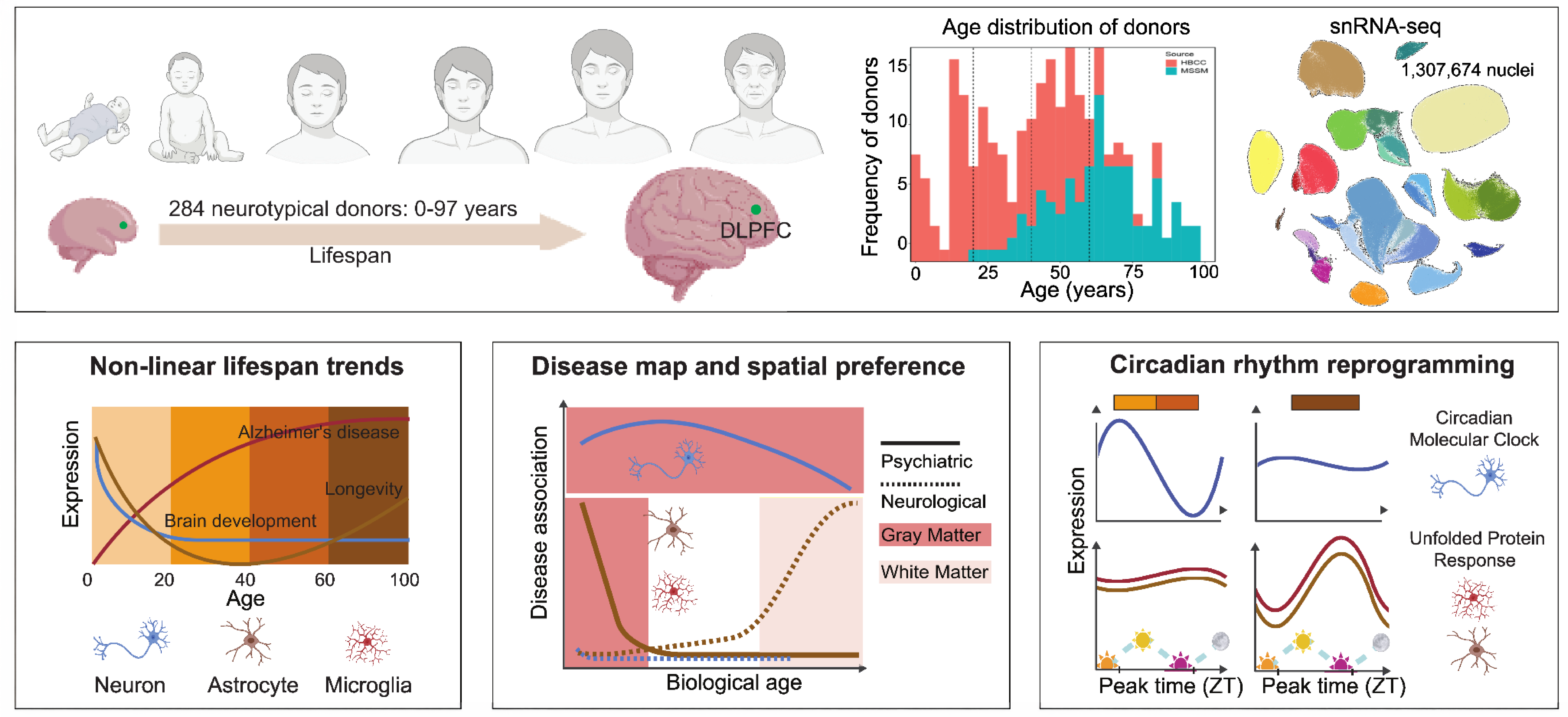 AGING graphical abstract