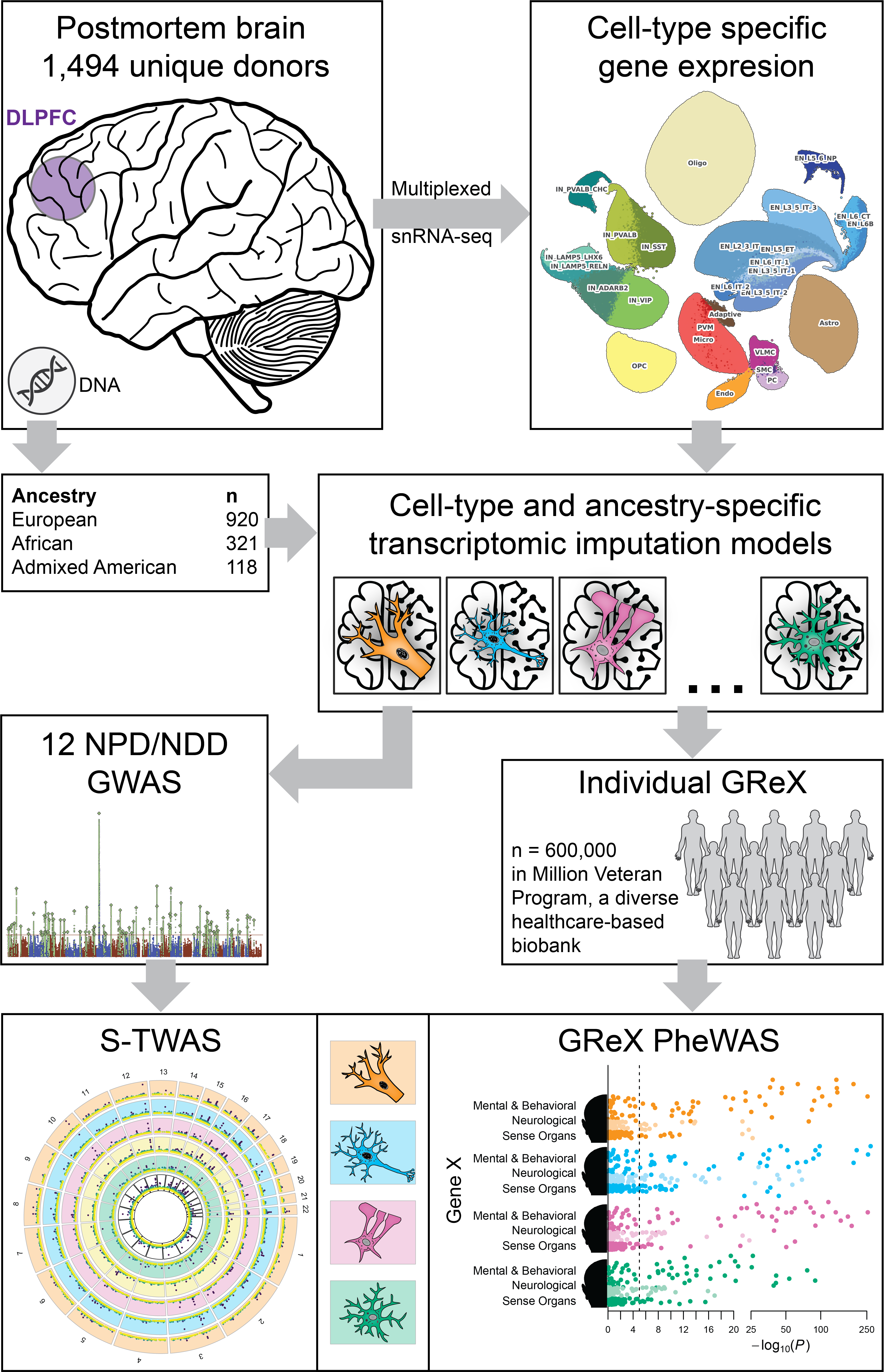 GV2 graphical abstract